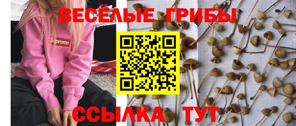 Галлюциногенные грибы мухоморы Выборг